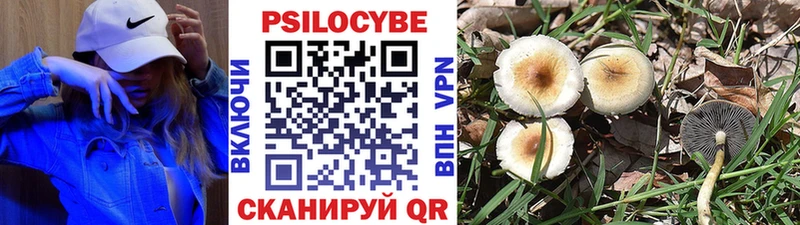 купить   Бологое  Псилоцибиновые грибы GOLDEN TEACHER 